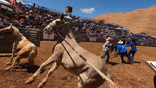Wild Horse Race Gallup,New Mexico2024
