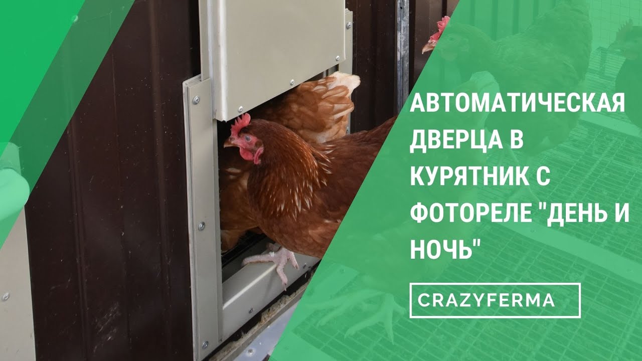 Курицы твоего города