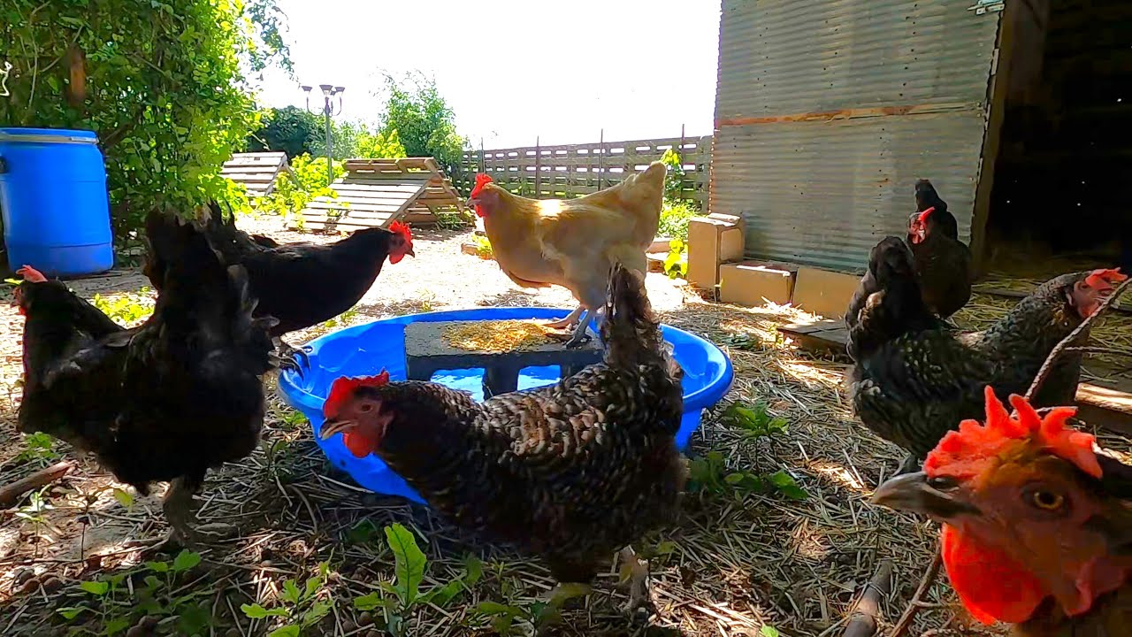 Homestead Pool Party! (Heatwave Relief)