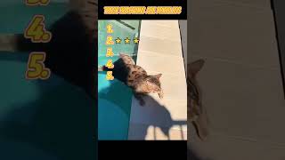 #cat #funnycat #scaredcat #catreaction #catvideo #cats #catlover #viralshorts #shorts
