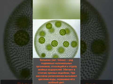 Выпуск 98.Вольвокс - водоросль одноклеточная