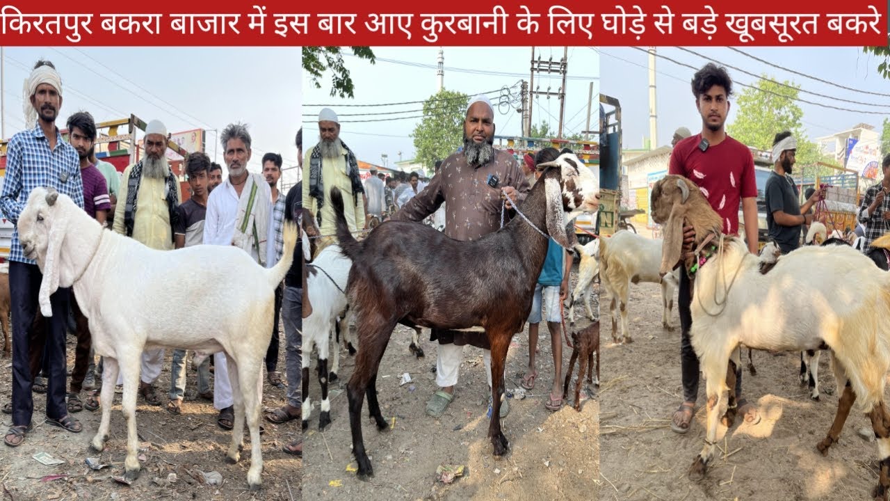 किरतपुर बकरा बाजार 4 मई 2025 बड़े बकरों की वीडियो || कुरबानी करने वाले घोड़े जैसे बड़े खूबसूरत बकरे