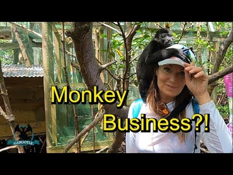 Monkey Business in Bocas Del Toro Ep. 66