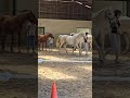 Poney à vendre - Grand Poney club - Vidéo 2 - equirodi.com