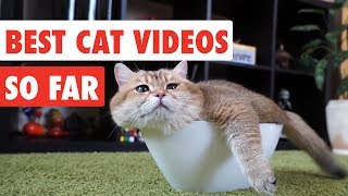 Best Cat Videos of the Year So Far | Funny Cat Video Compilation 2017