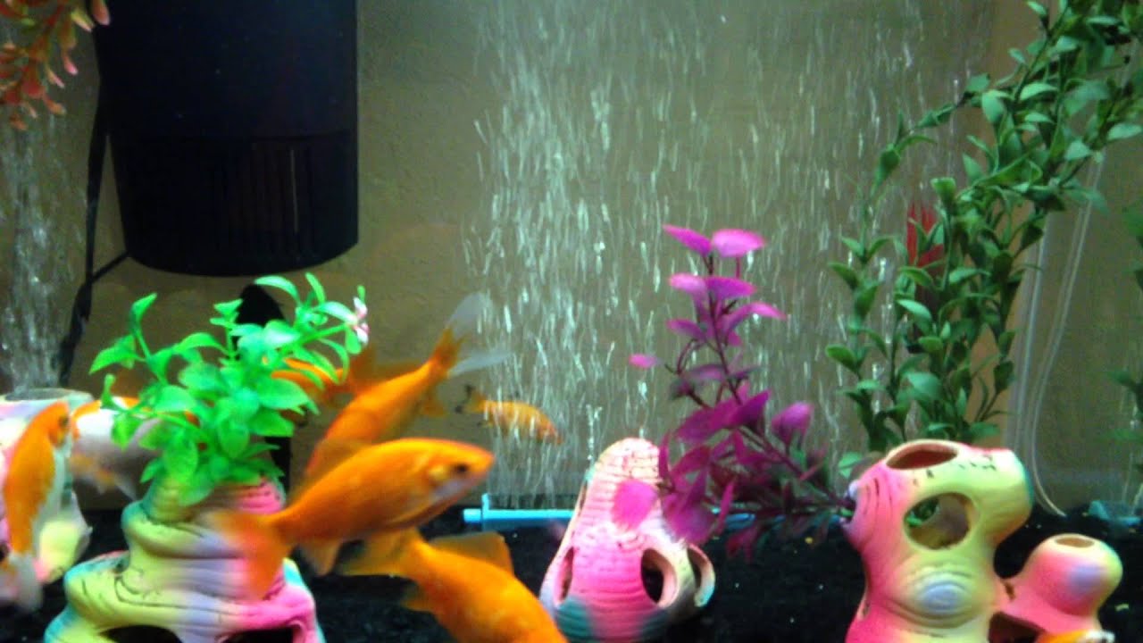 My comet goldfish tank YouTube