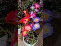 Solar Decorative Flower Lights for Garden & Outdoor Decoration 🌸✨#SolarLights #FlowerLights#foryou