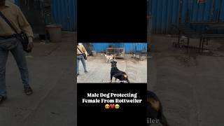 Male Dog Protecting Female From Rottweiler #dog #rottweiler #streetdog #doglove #shorts #viral