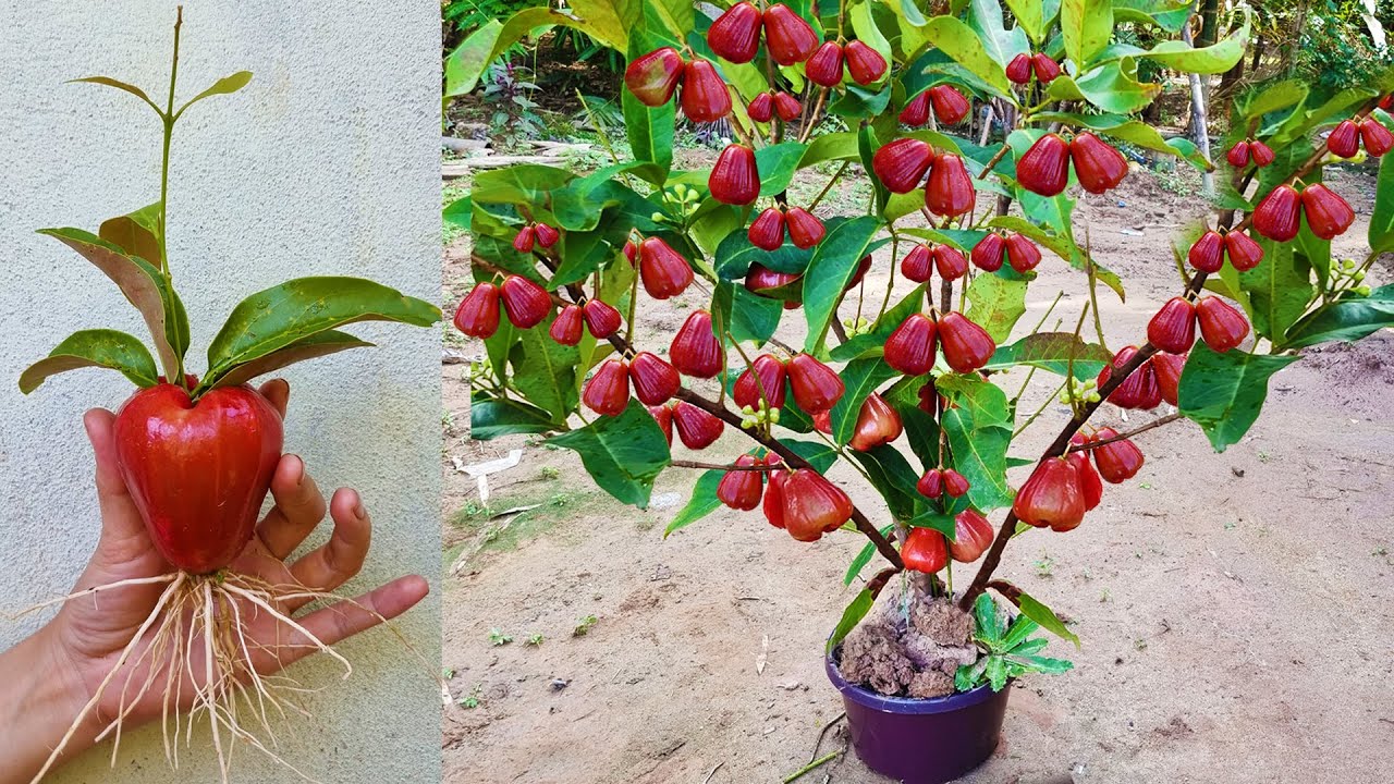 New Techniques To Grow Java Apple Tree Growing Fast and Successfully