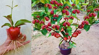 New Techniques To Grow Java Apple Tree Growing Fast and Successfully Using Java Apple Fruit