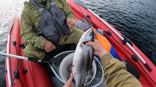 ГОРБУША  / КЛЮЧИК К РЫБЕ ПОДОБРАН / PINK SALMON FISHING