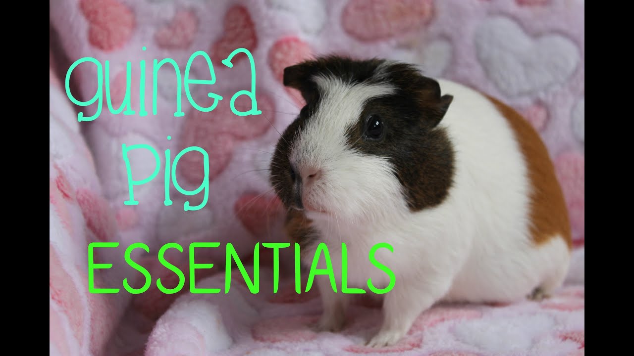 what all do guinea pigs need