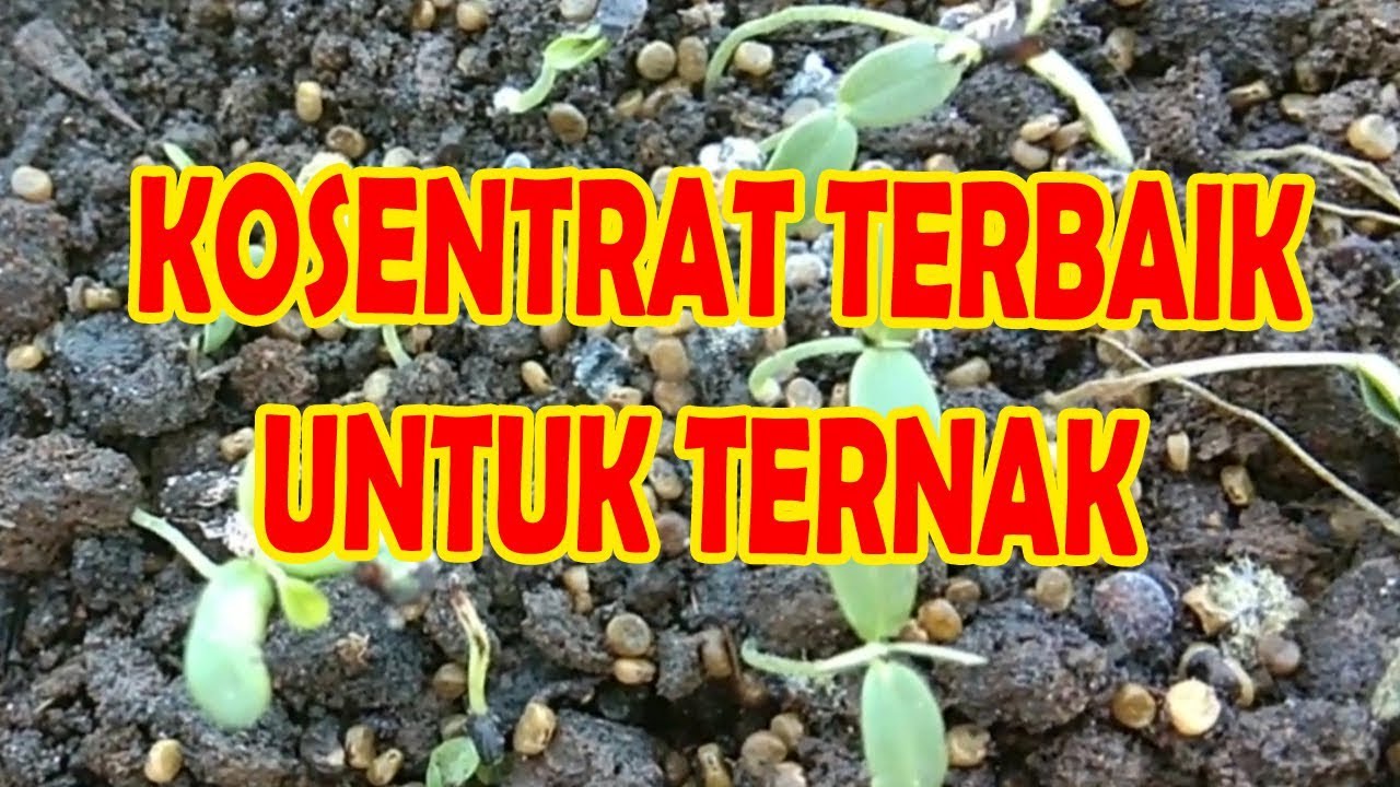 CARA MENANAM INDIGOFERA 