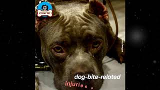 The Sad Fate of Pitbulls | Pitbull Dog by PTB My Pet 15 views 3 years ago 3 minutes, 30 seconds
