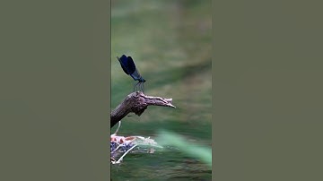 Dragonflies have an amazing ability to fly in any direction