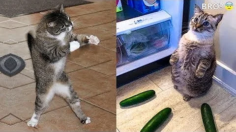 Watch the video about Best Funny Animal Videos Of The 2023 🤣 - Funniest Cats And Dogs Videos 😺😍😂🐶 Funny cat & dog videos 😍