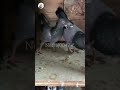 Kabootar 🕊️ ka joda kese lagaye // kabutar ka jod lagane ka tarika _#kabootarbazi #shortsfeed