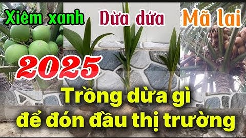 3 Giống DỪA ĐANG HOT NHẤT – Dừa Dứa Thái, Dừa Xiêm Xanh, Dừa Mã Lai | Nên Chọn Loại Nào?