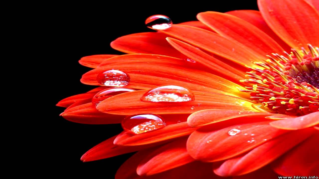 52 Surah At-toor with urdu translation by Qari waheed zafar qasmi