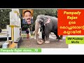 Pampadi Rajan ഉടമ കൊച്ചുമോന്റെ കല്ലറയിൽ Elephant Story