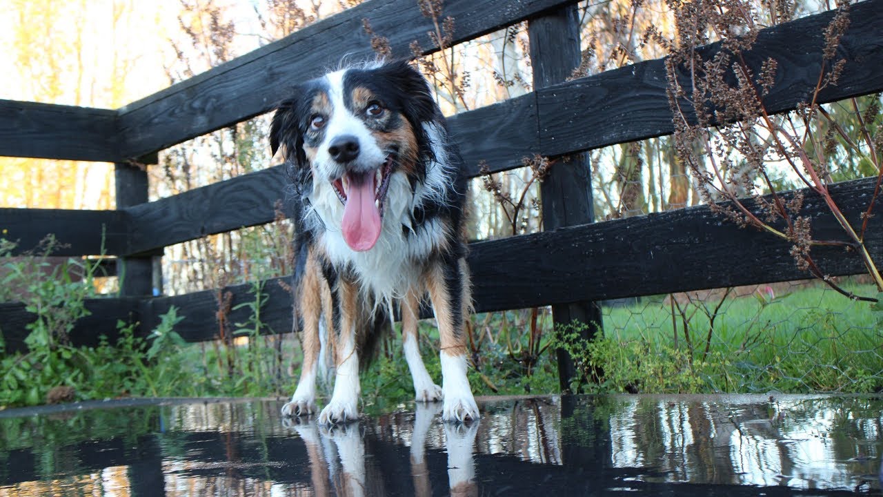 (ENG) 물놀이를 가장한 보더콜리 강아지 발씻기기 Clean your dogs paws after walk YouTube
