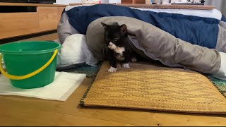 寝起きでトイレへ急ぐ猫