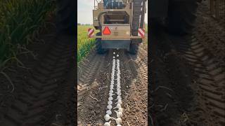 लहसुन छीलने की नई मशीन देखकर हो जाएंगे हैरान! 😱 | Amazing Garlic Technology #ytshorts