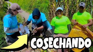 El reto es que equipo cosecha más choclos en el campo