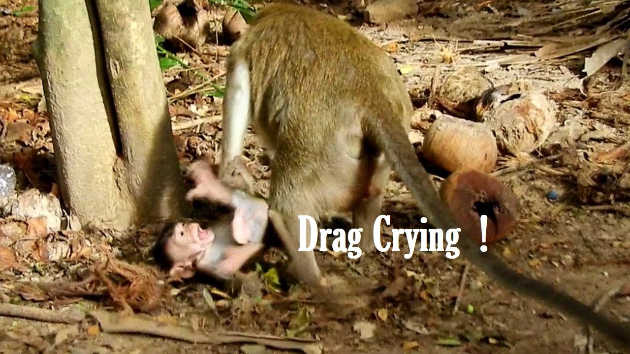 dragging movie Million sad Coper Baby crying To Stop Mom From Hard Dragging/Don't Know Baby Pain