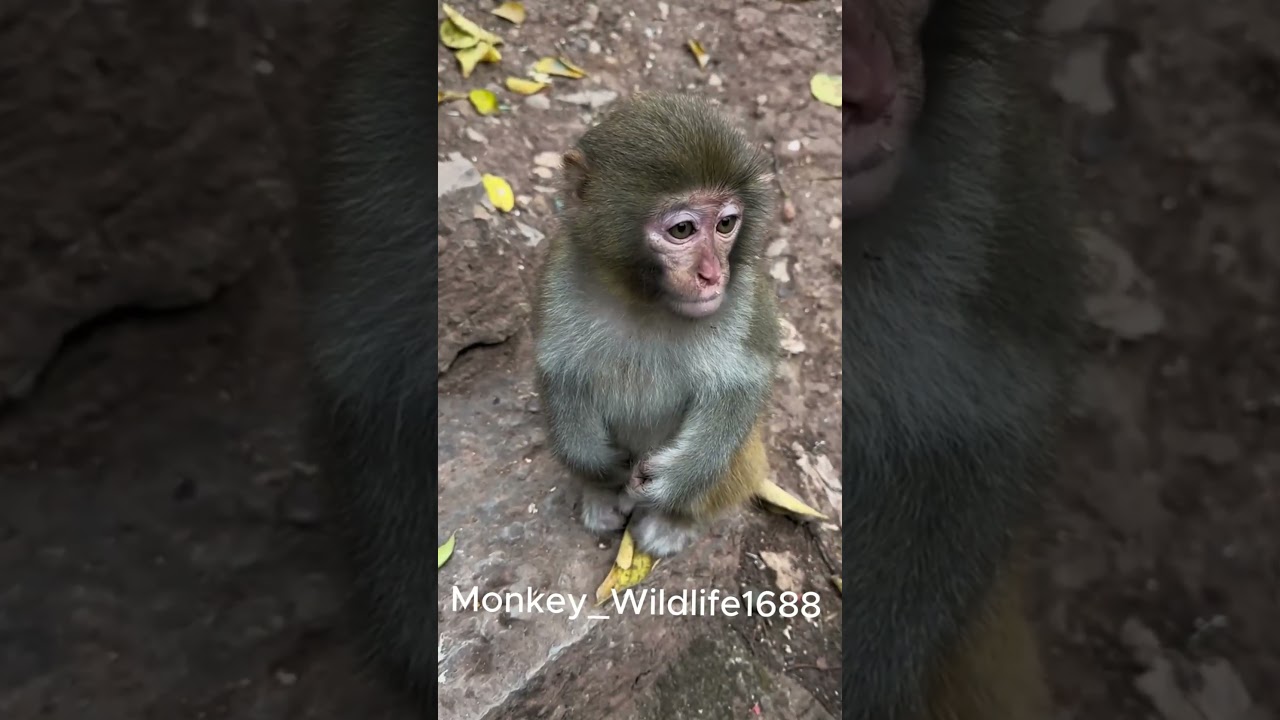 Monkey crying​ want to food  