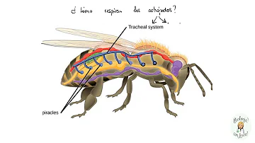 ¿Quién creó la respiración de los insectos?