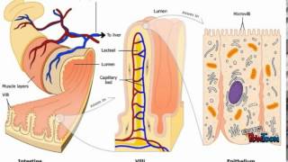 Homeostasis