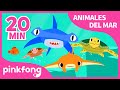 Las Mejores Canciones de Animales del Mar | Tiburón y más música infantil |  Recopilación | Pinkfong