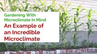 Gardening With Microclimate In Mind An Example of an Incredible Microclimate