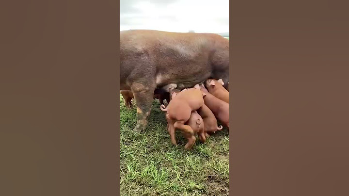 Lechones DUROC 🐷