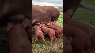 Lechones DUROC 🐷