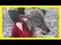 極寒の凍った川の中で動けなくなっていた動物 犬だと思って救出していたが…
