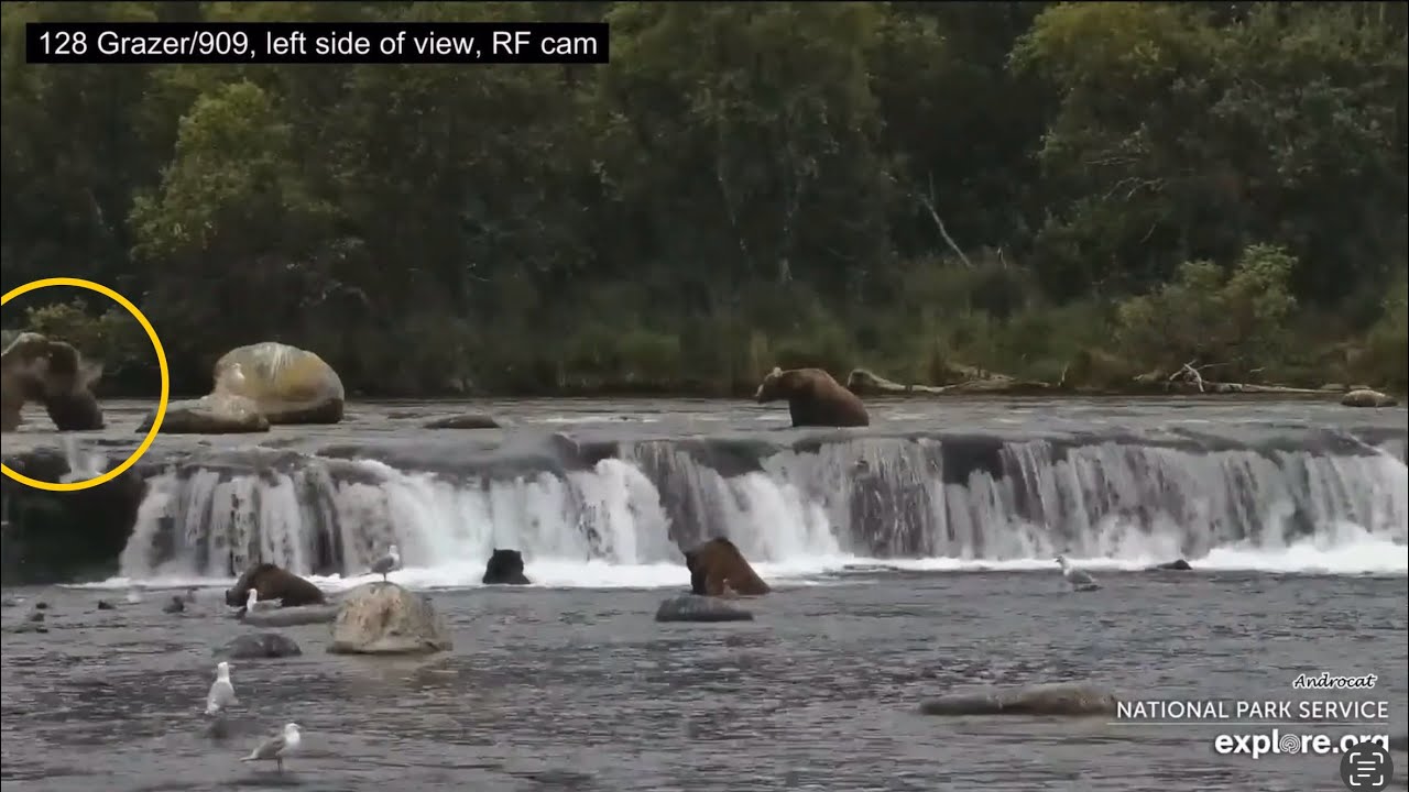 Katmai Bears 8-26-25.  Bear 128 Grazer Swats/Pushes 909 Back, then Yells at Her.  explore.org
