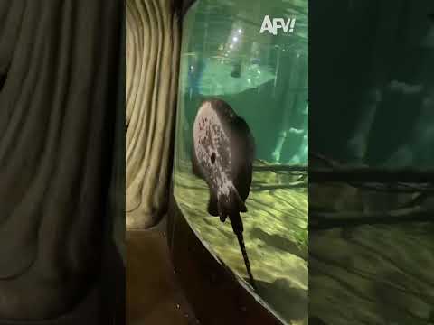 His reaction is SO sudden 🤣 #afv #funny #shorts