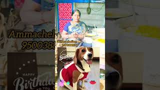 🙏❤️💐🐕Vedha Happy Birthday 💐❤️🙏#ammachellam#straydogs#help#food#support#shorts