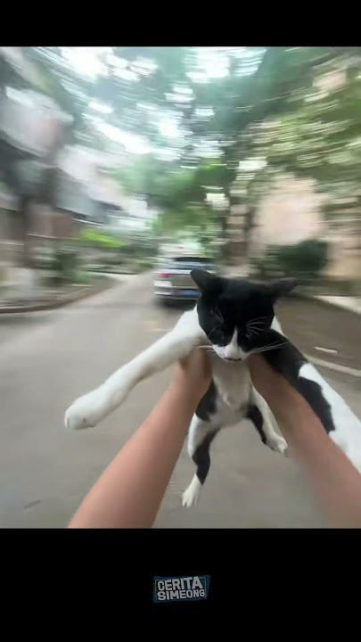 I BELIEVE I CAN FLY #kucinglucu