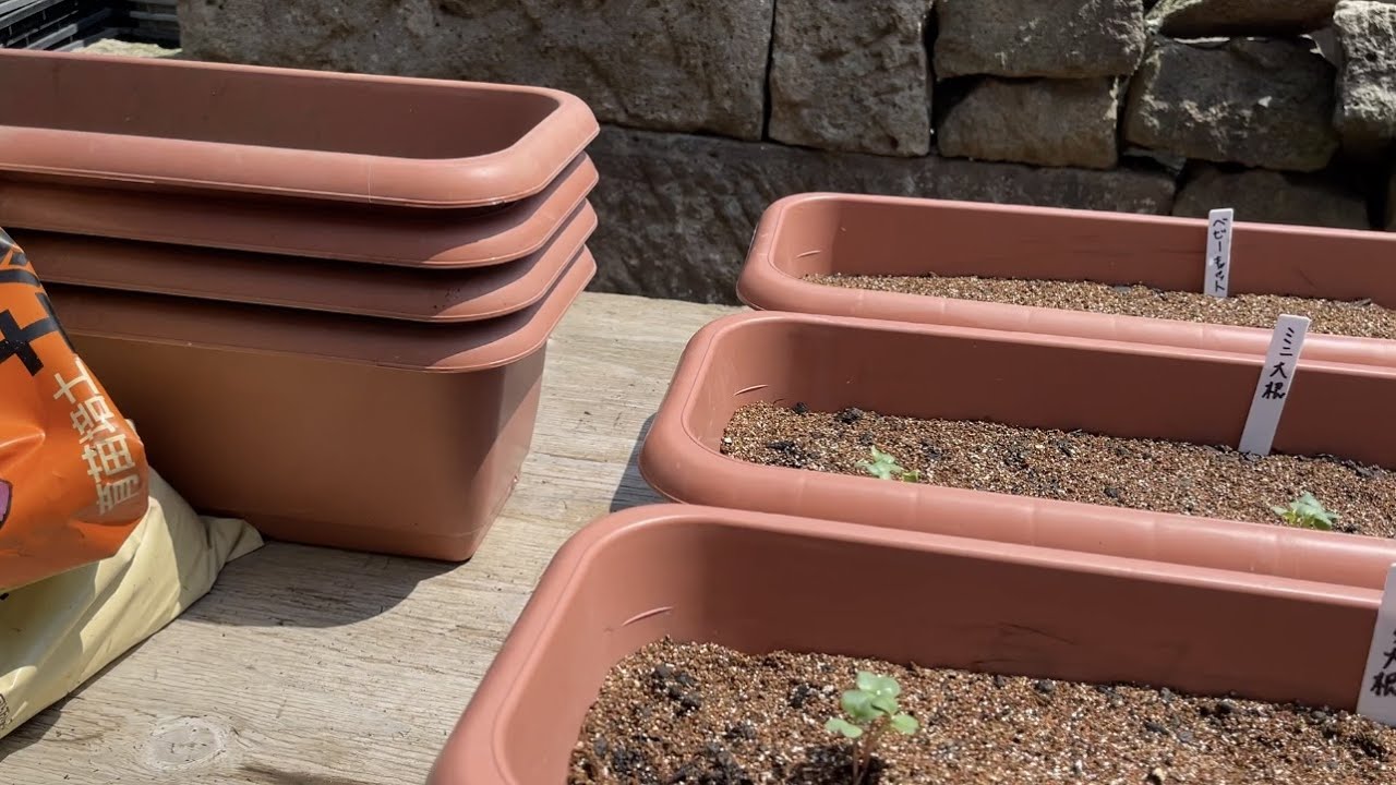 Perfect for beginners in home gardening [Autumn/Winter vegetables