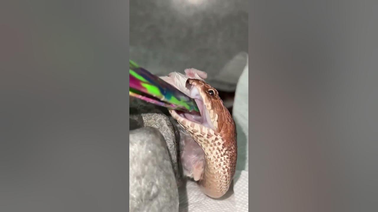 world-s-fastest-striking-snake-shorts-youtube