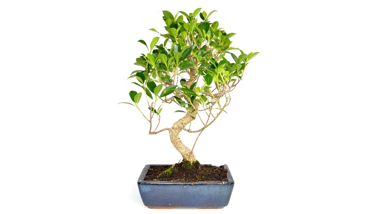 Bonsai Chinesische Feige - ca. 10 Jahre (A0065) - Golden Bonsai GmbH