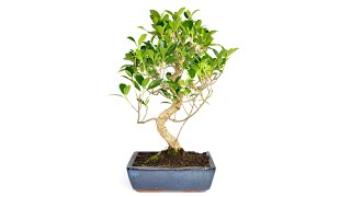 procumbens nana bonsai Wired Juniper Procumbens Nana in a Plastic Trainer main image 0