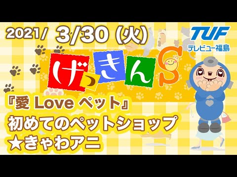 【げっきんS】かわいいイヌやネコなど動物たちとの暮らし方