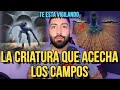 LA CRIATURA QUE ACECHA EN LOS CAMPOS (Ten cuidado si la ves)