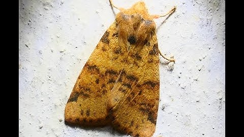 Cirrhia gilvago syn Xanthia gilvago  Dusky lemon Sallow  by Theo