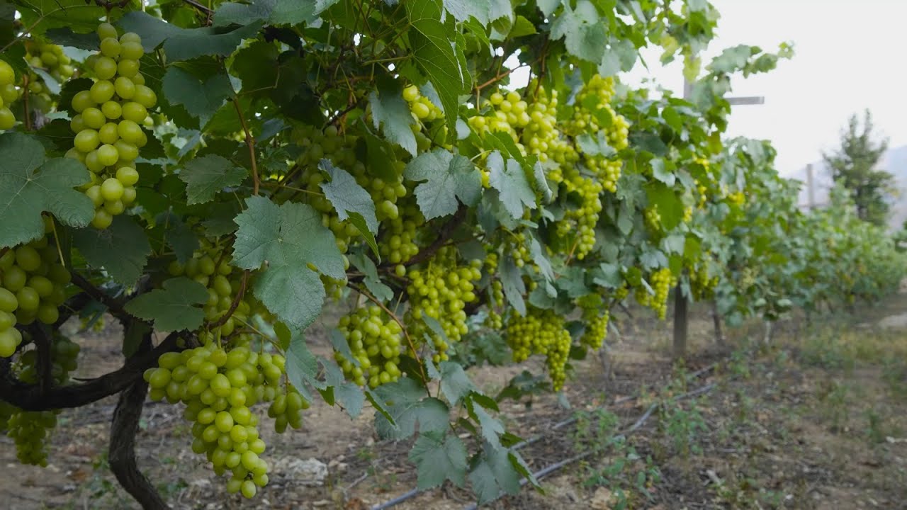 😱🍇Этот перуанский город производит больше винограда, чем Европа? 😱🍇