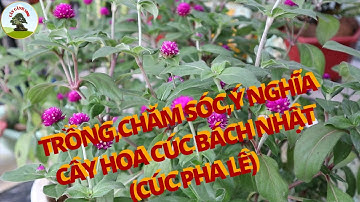 Trồng, chăm sóc,ý nghĩa hoa cúc bách nhật